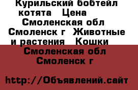 Курильский бобтейл котята › Цена ­ 500 - Смоленская обл., Смоленск г. Животные и растения » Кошки   . Смоленская обл.,Смоленск г.